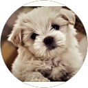 Τζένη Γαλανάκη profile picture